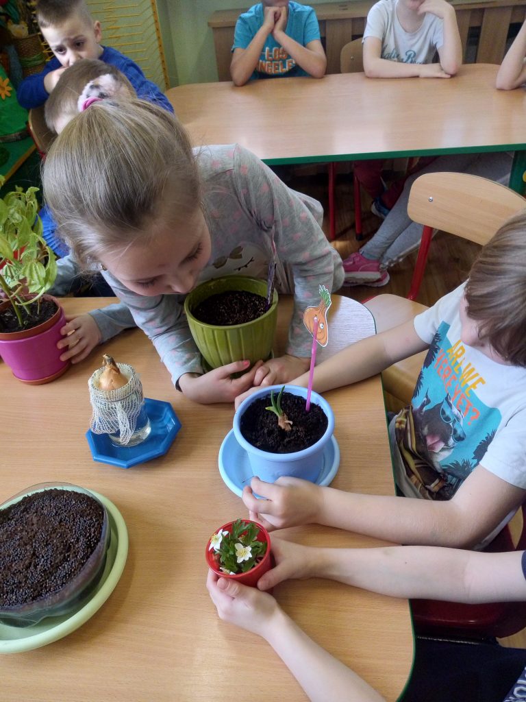 Grupa III - Dzieci obserwują wzrost roślin